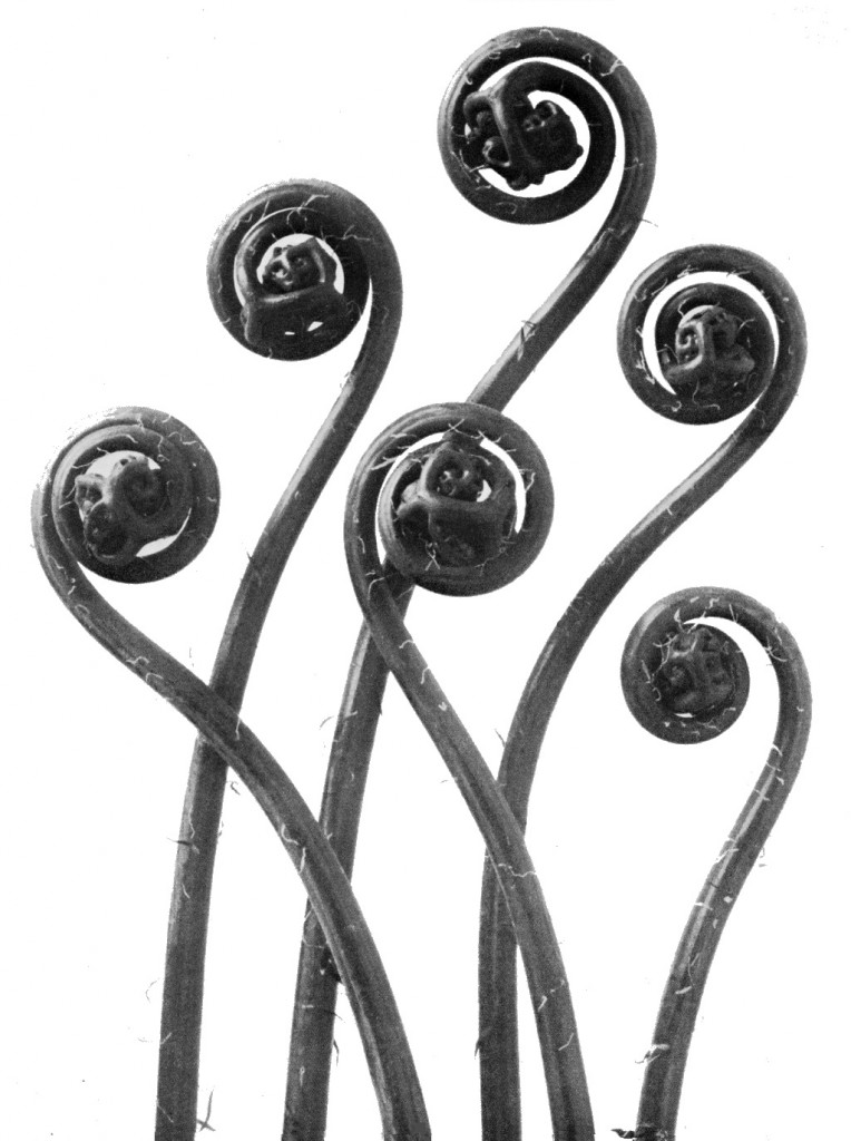 karl-blossfeldt-plant-portraits-adiantum-pedatum-maidenhair-fern-young-unfurling-fronds-12x